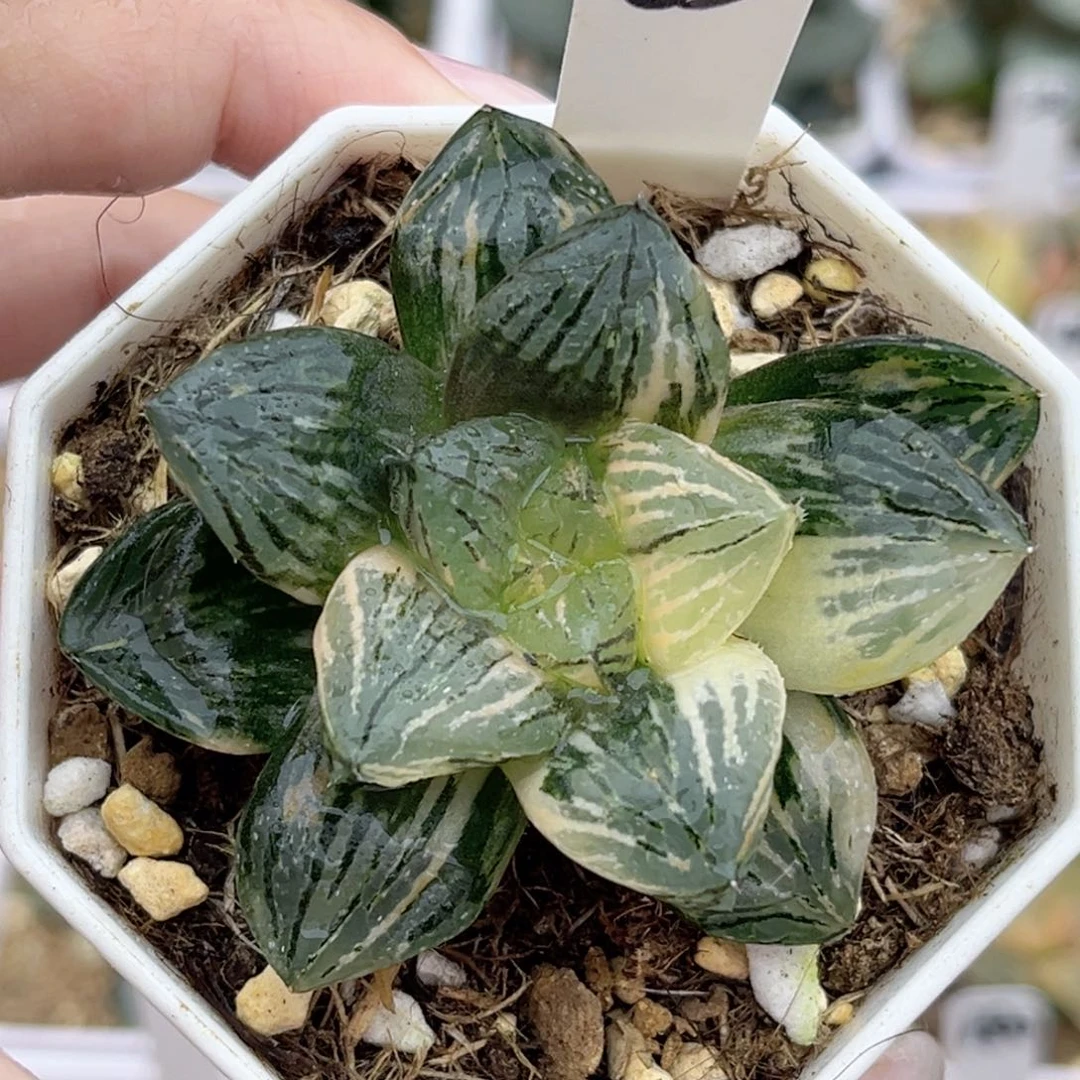 63玉潭寿锦福利专场