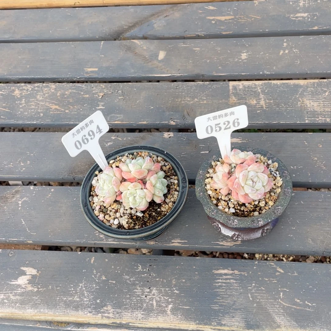 ?****猫06940526冰玉两颗啦啦