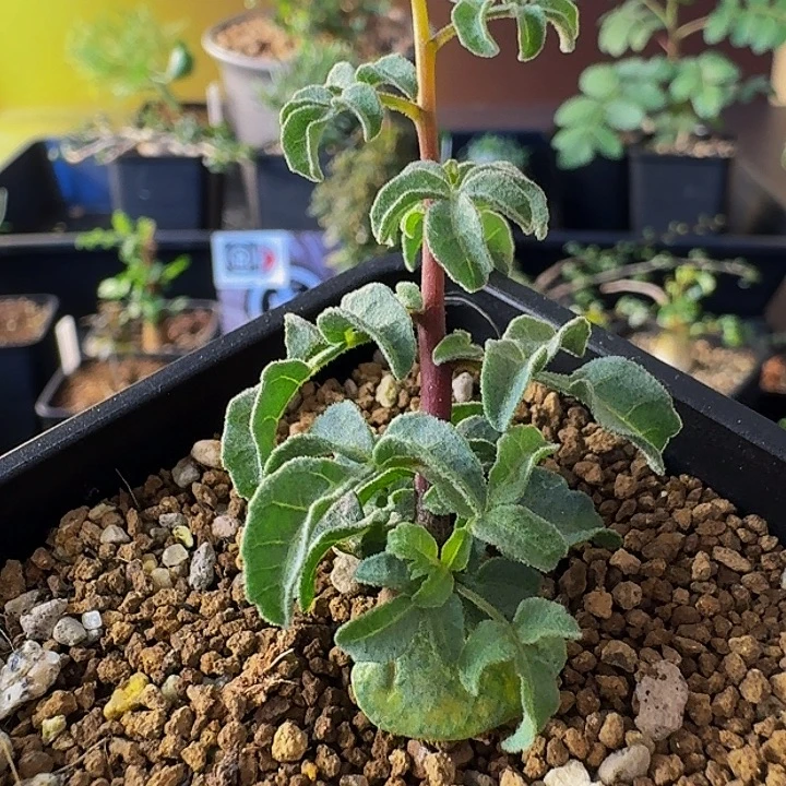 稀少 特价实生羽叶没药带盆土顺丰空运包邮