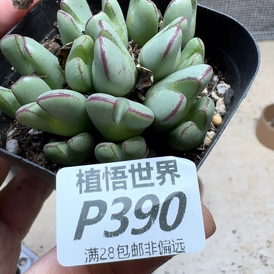 多肉植物的润泽发发
