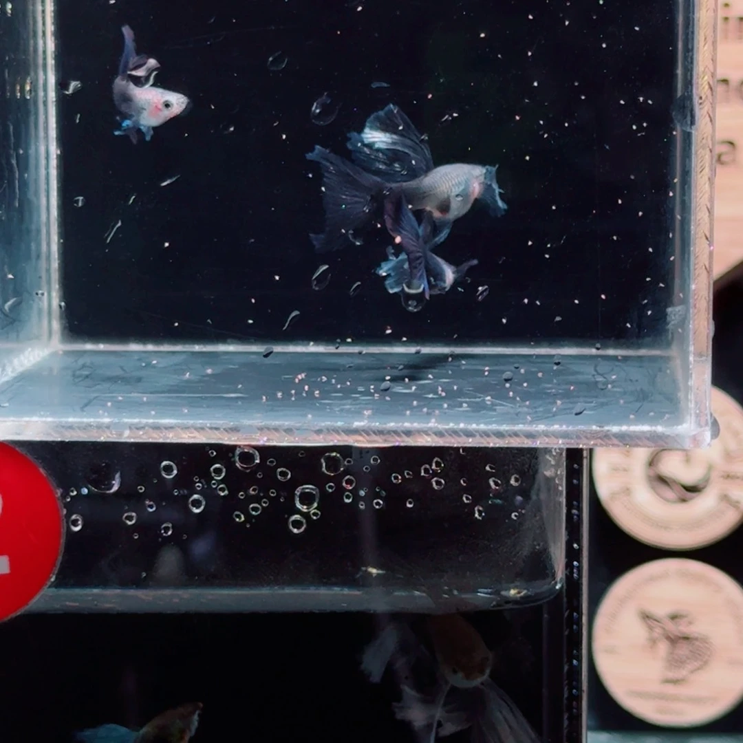 孔雀鱼绣球亚俩对