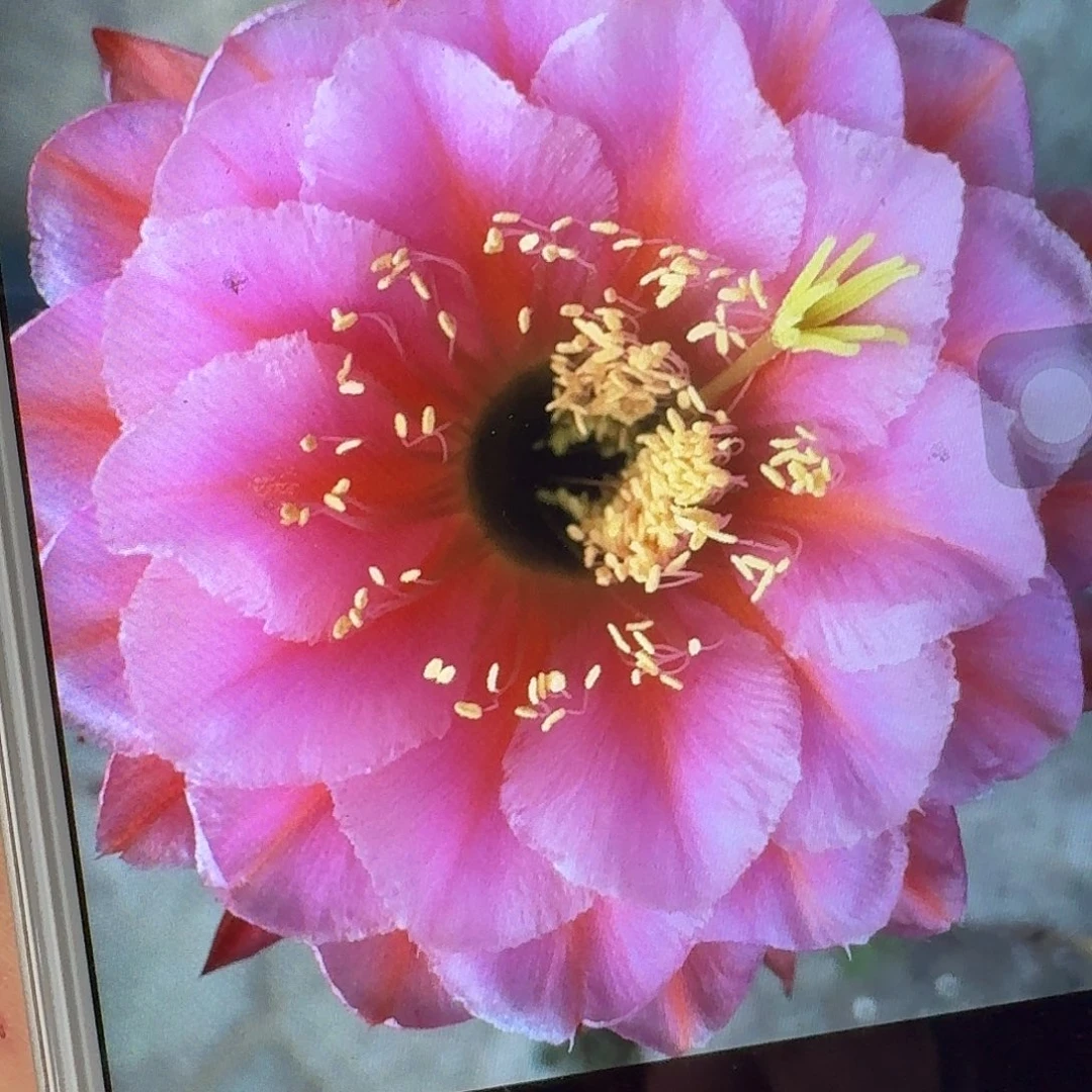 花季少女侧芽5公分毛花柱仙人球