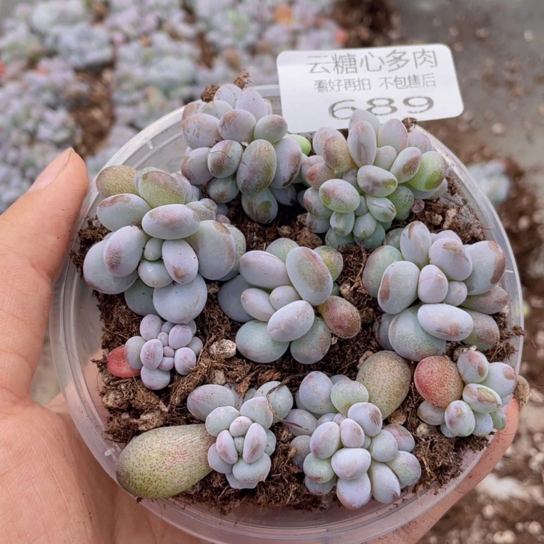云糖心多肉植物689