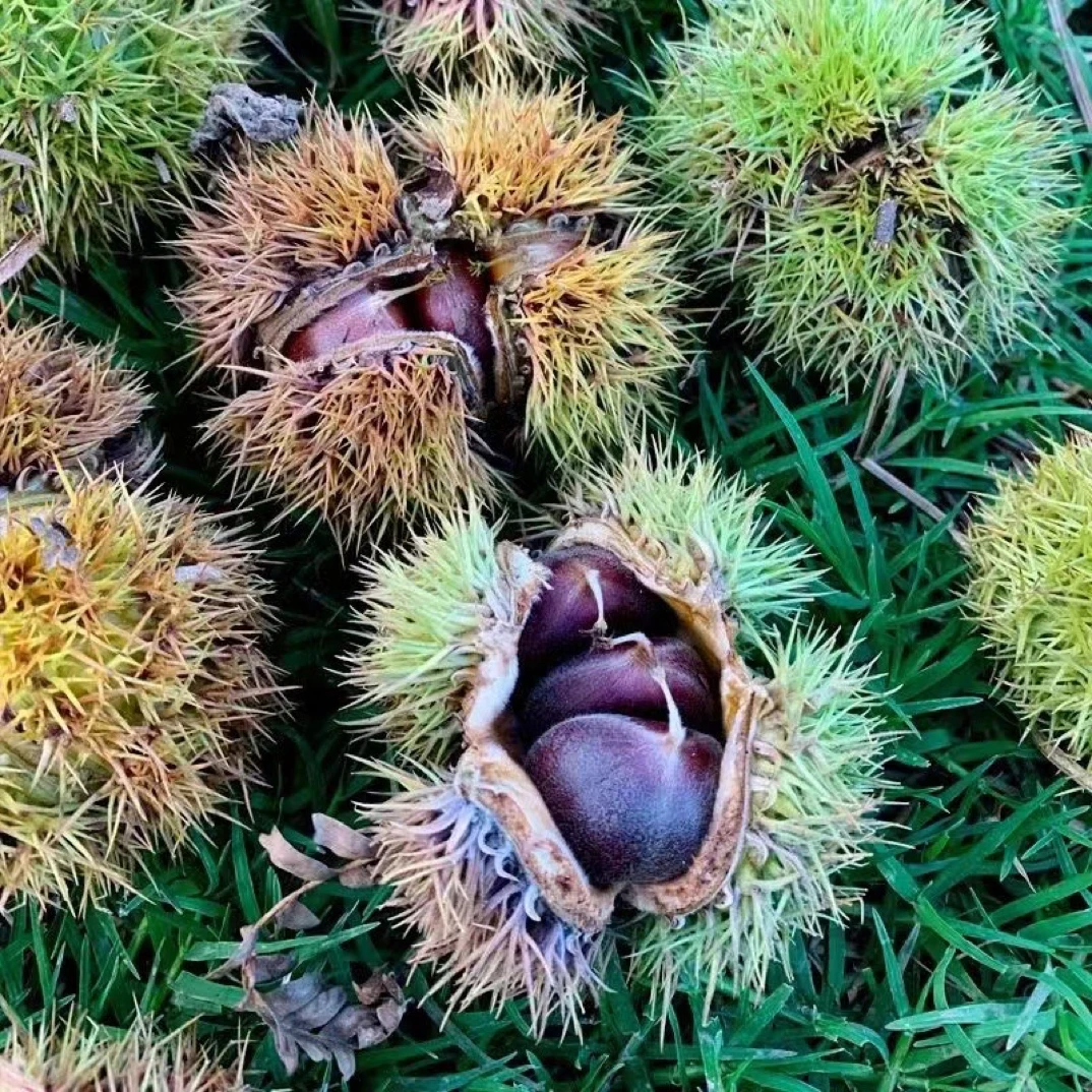 广西高山老品种小土毛栗板栗现摘现发粉面甜