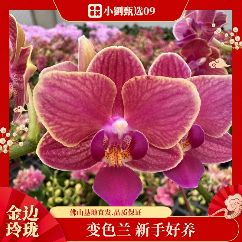 【金边玲珑09】组盆款精美蝴蝶兰花卉盆栽佛山基地批发直播次日达