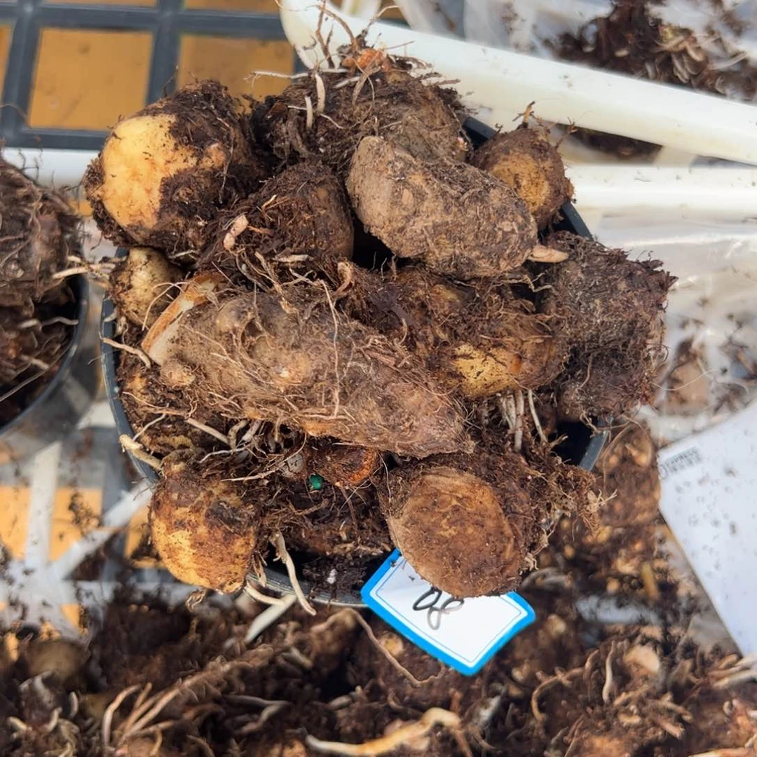 完全开放✨*子08盲盒种球大小不一