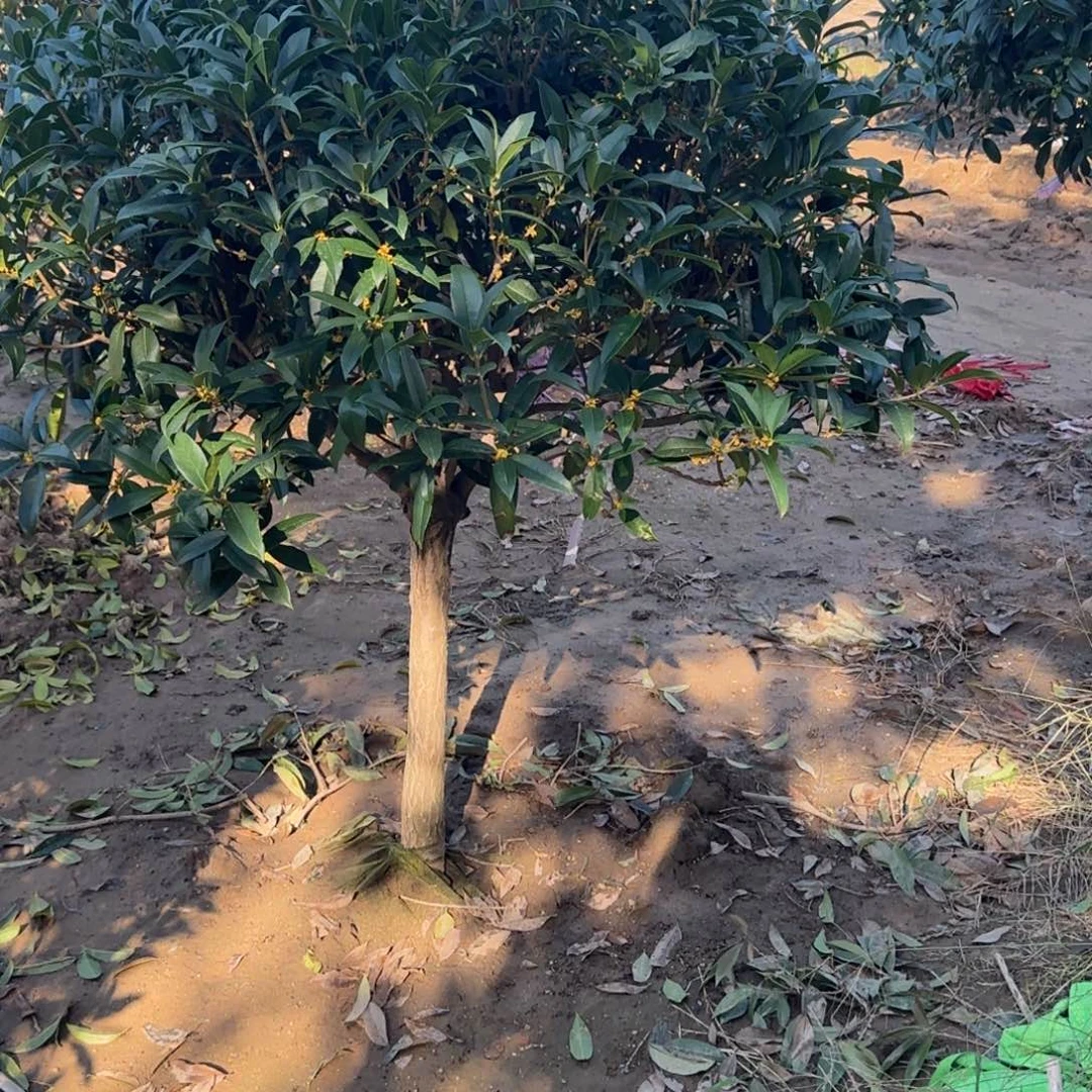 你***了无花朵桂花。八月桂系列