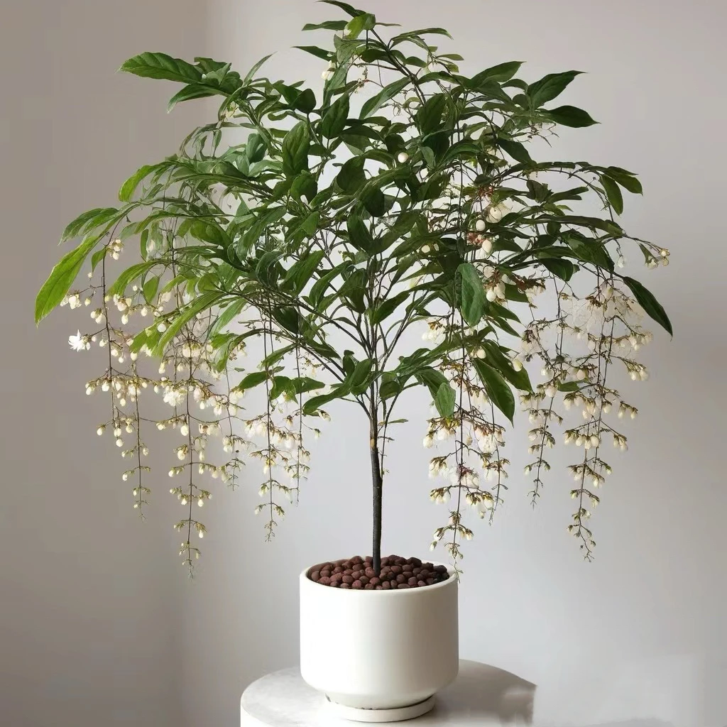 垂丝茉莉盆栽带花苞老桩阳台室内垂吊风车易活绿植物花卉四季开花