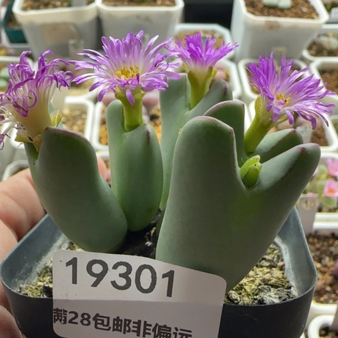 【闪购商品】小***?19301