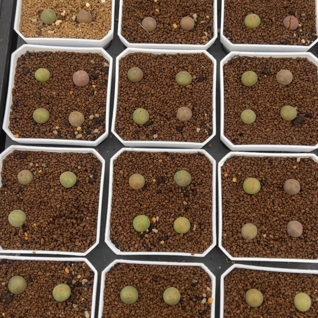 2.6空蝉4颗多肉植物