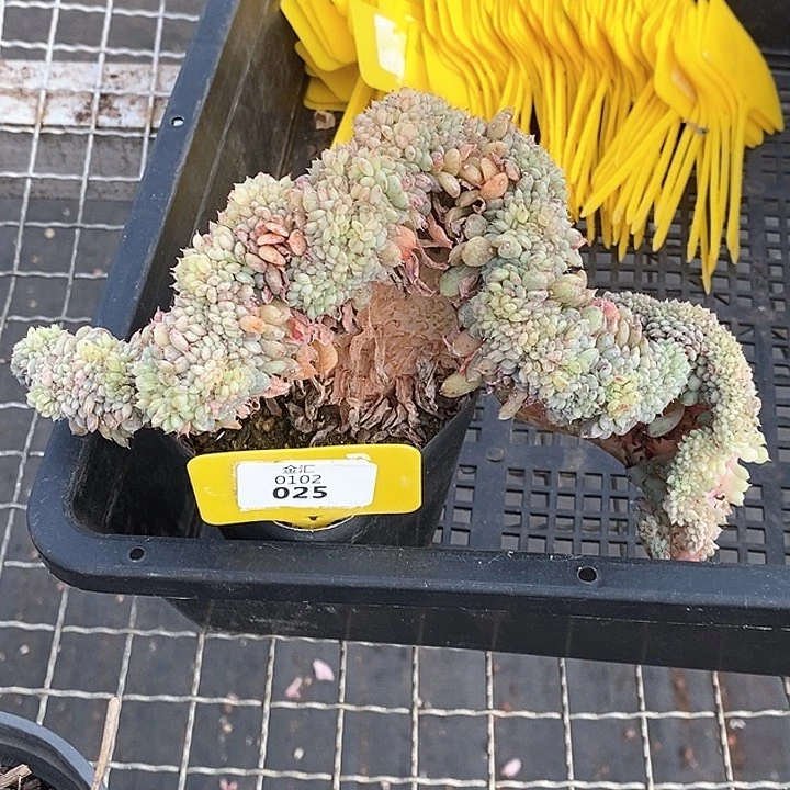 0102025白胖子缀化 元旦福利