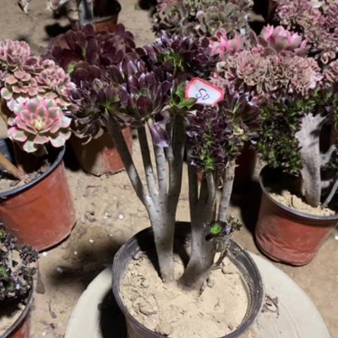 黑法师缀瑕疵一物一拍