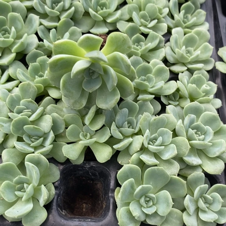 穴盘良辰一个量拍