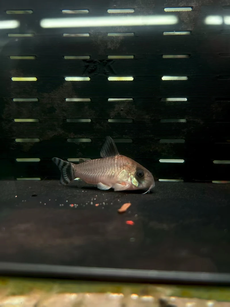 【鄂鱼水族】YS奥博根鼠精挑（种鱼）一对尺寸5.5+