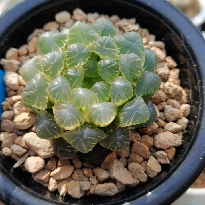 56号糊斑湖水玉露锦一物一拍带盆土发货