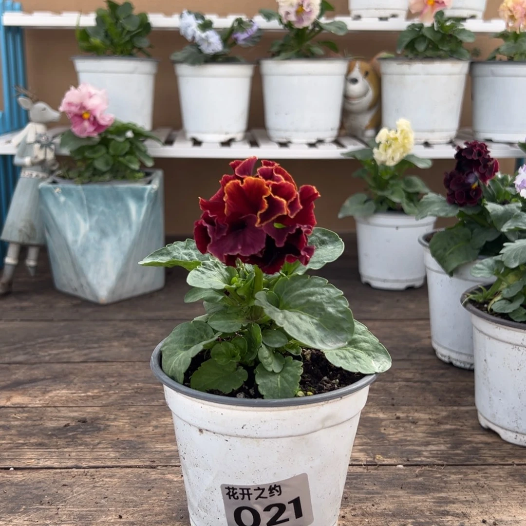 【闪购商品】完全开放021号