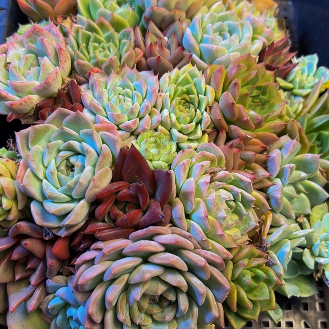 493多肉的小龙虾和亲
