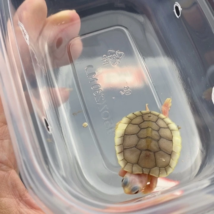 巴西彩龟母6666666