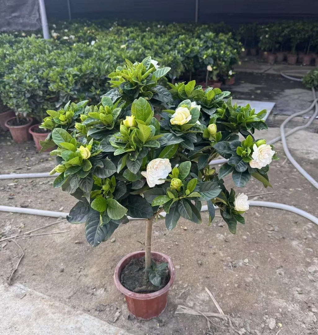 大叶牡丹棒棒糖栀子花原盆原土带花苞发货