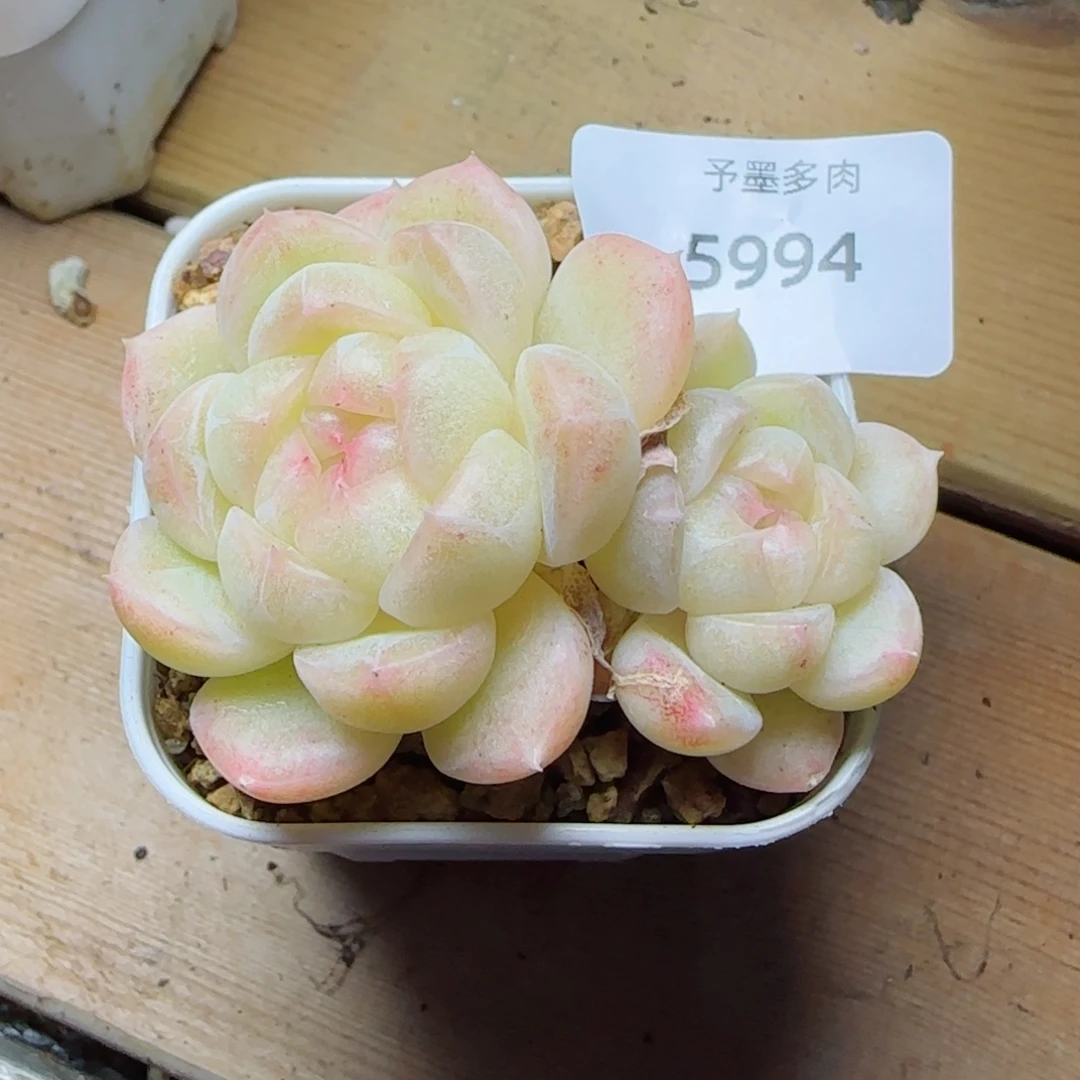 白体珍妮，5994多肉植物