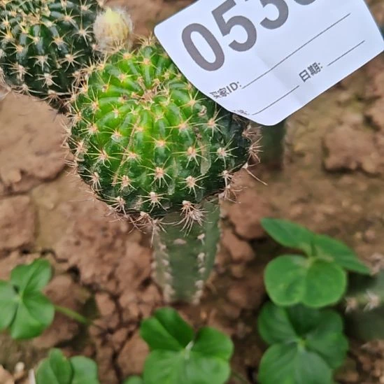 银荷花秀普嫁接福539