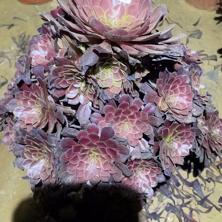 多肉植物法师496黑铜壶中班