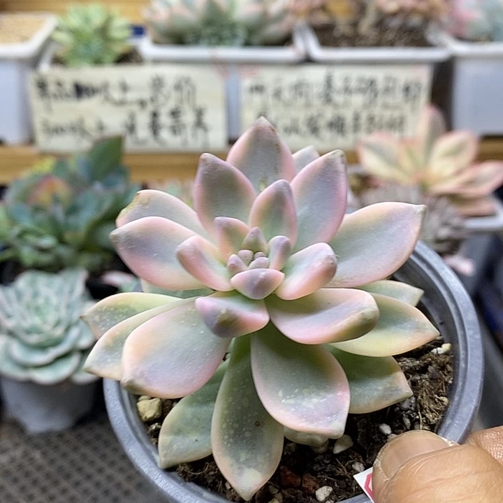 01121 淡雪锦多肉