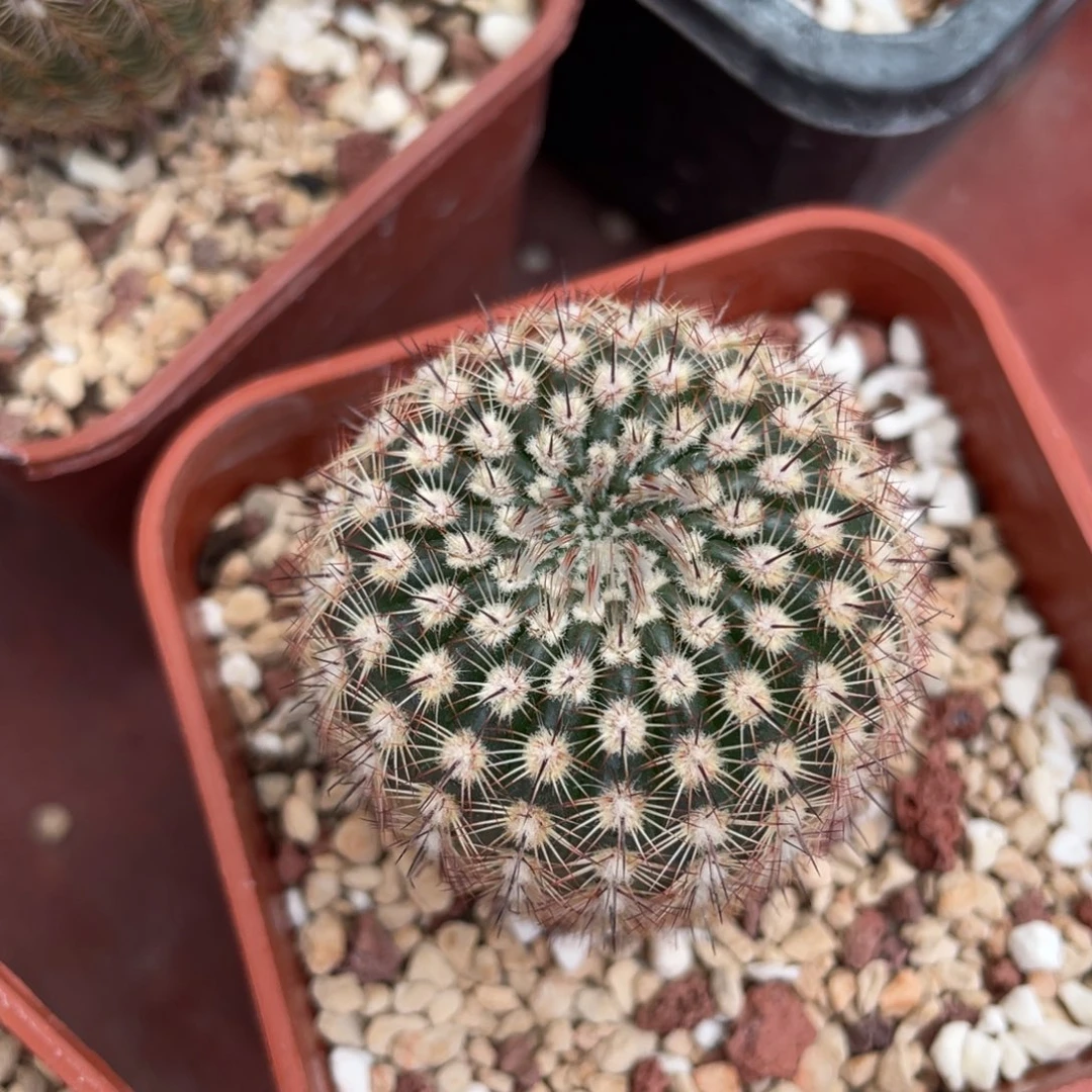 鹿角柱实生仙人球珊瑚城