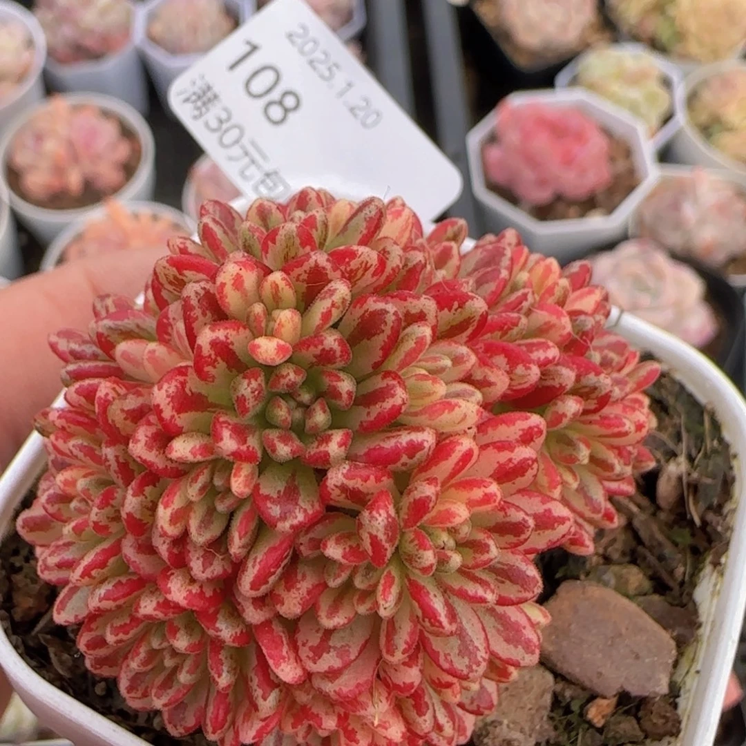 小人祭锦一颗带盆发货