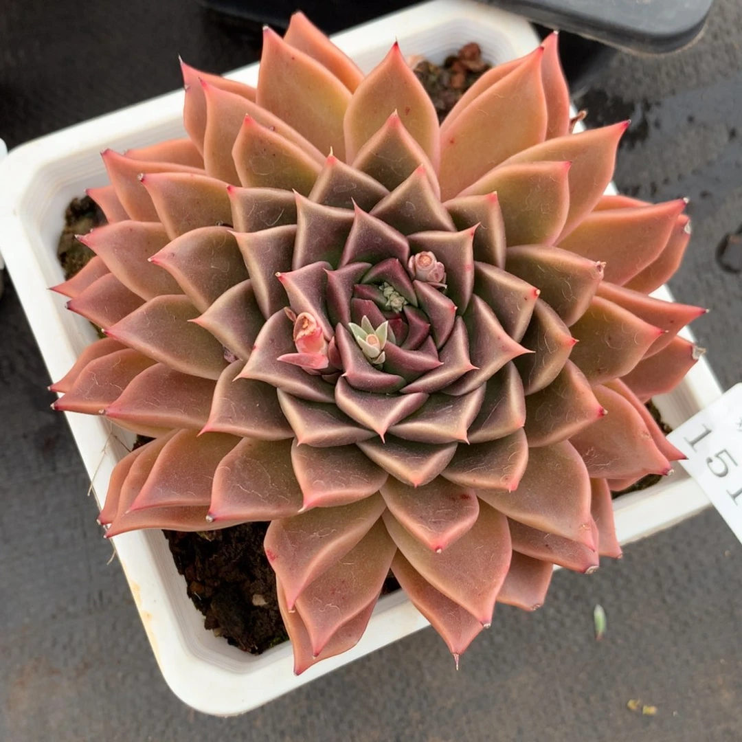 1513杂交精品基地冠13