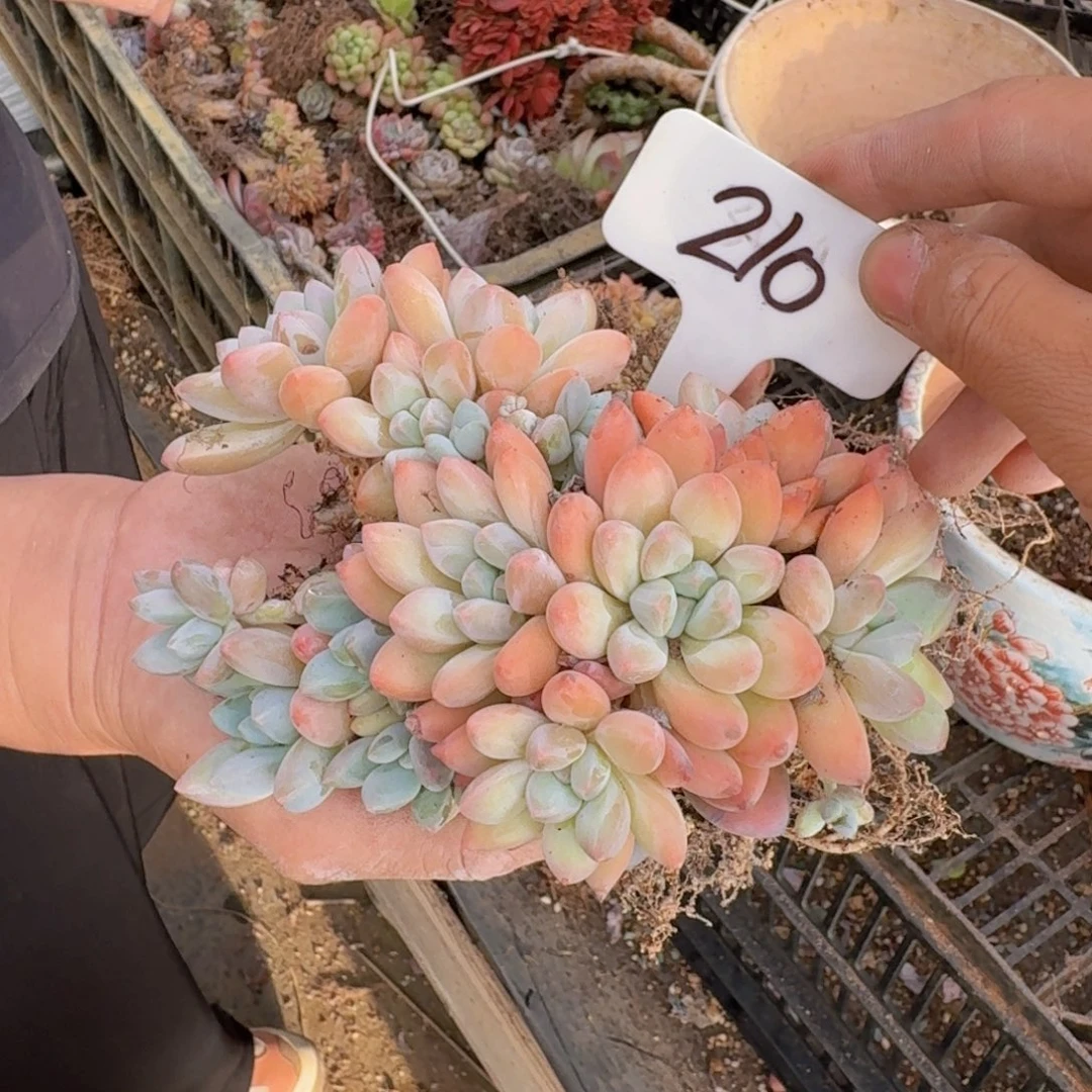 多肉植物的生长发育与