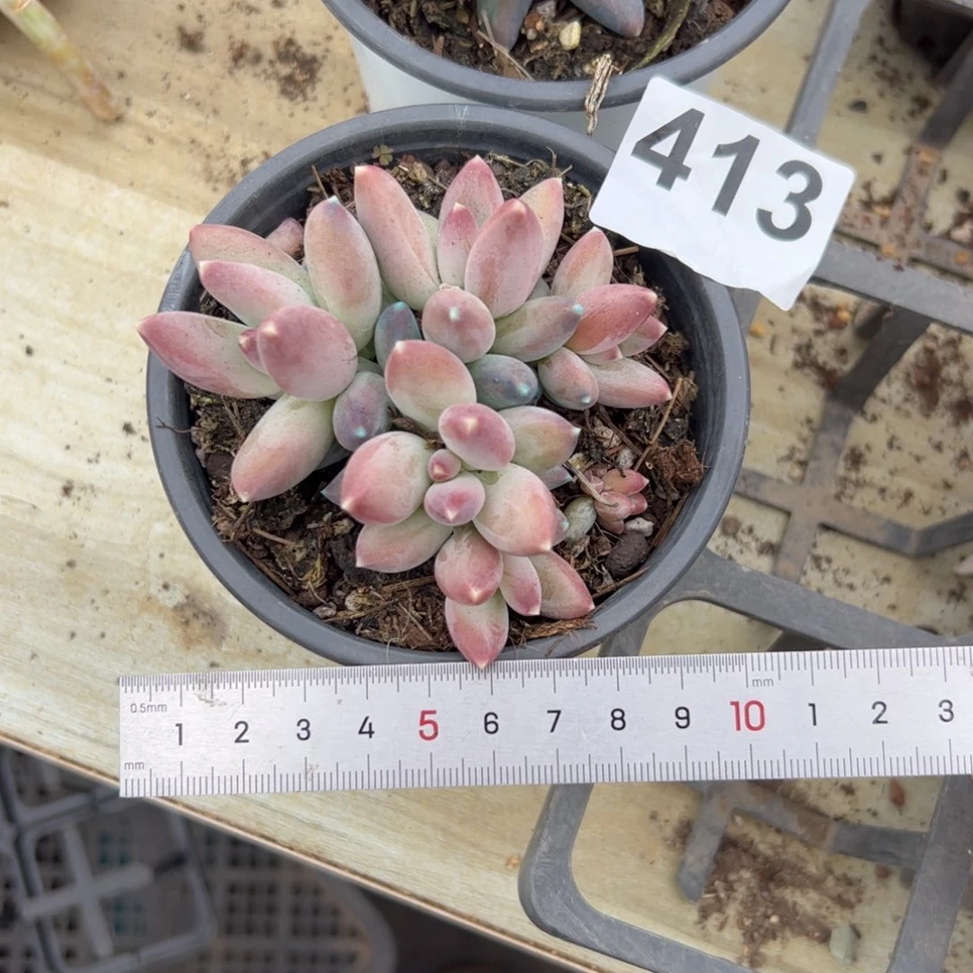 ?*妈413 多肉植物组合