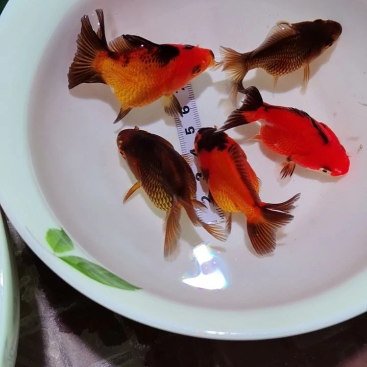 金鱼财源商品鱼4+I