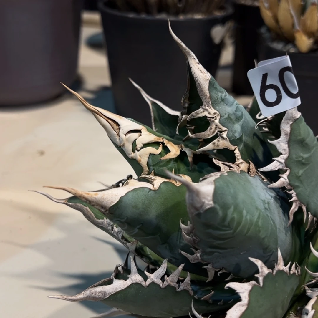 四***?607海王龙舌兰植物脱土发货配盆