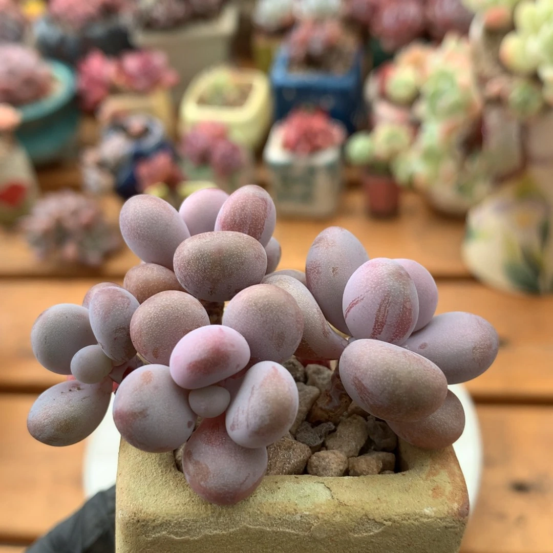 桃蛋一物一拍 007