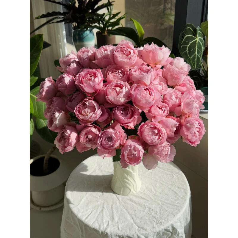 俏溪阳 蜜粉朱丽叶玫瑰（顺丰包邮）