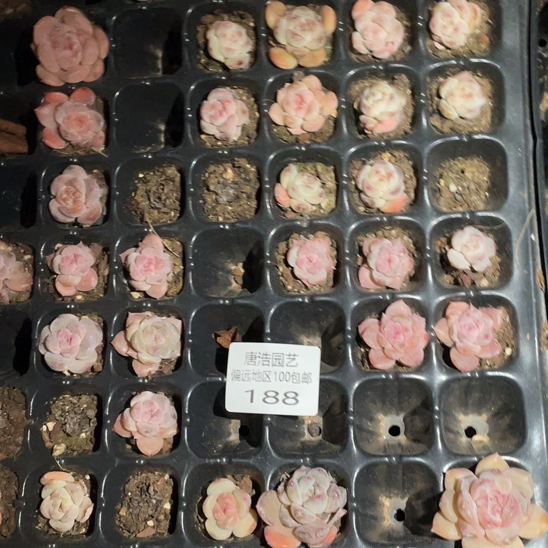 小**灰风花雪月一物一拍188