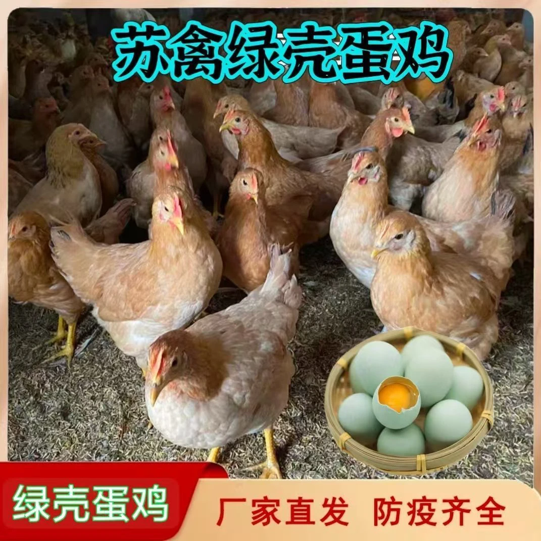 苏禽绿壳宠物土鸡顺丰包邮到家