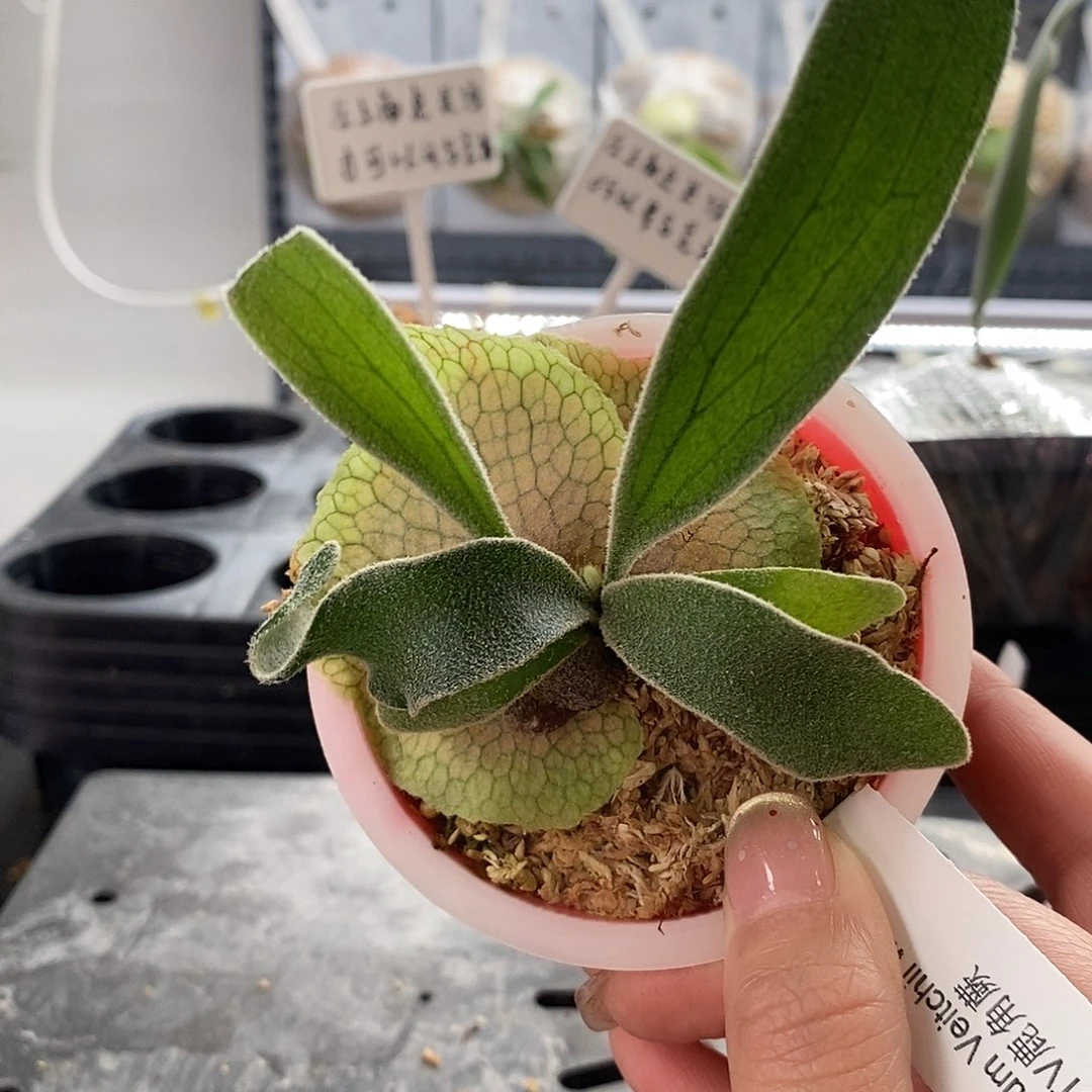 无花朵野银btv鹿角蕨