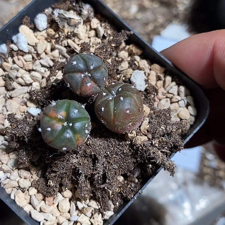 28306。  一组实生兜锦。