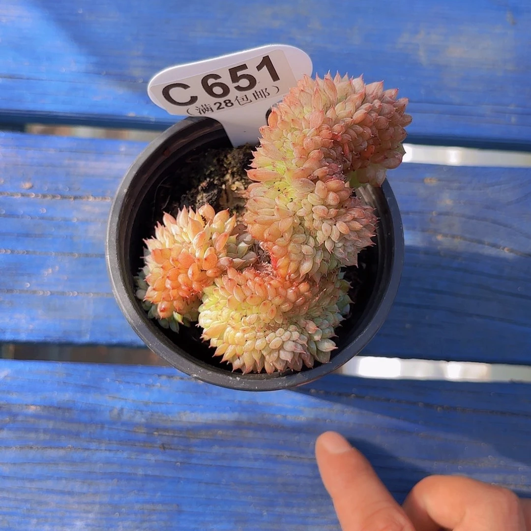 C651白胖子缀一物一拍