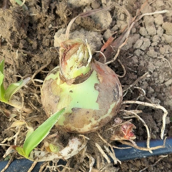 爱***年魅力四射有标籽播苗开花不售后