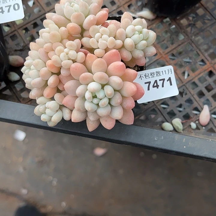 阿雅园艺。         7471鱼子酱
