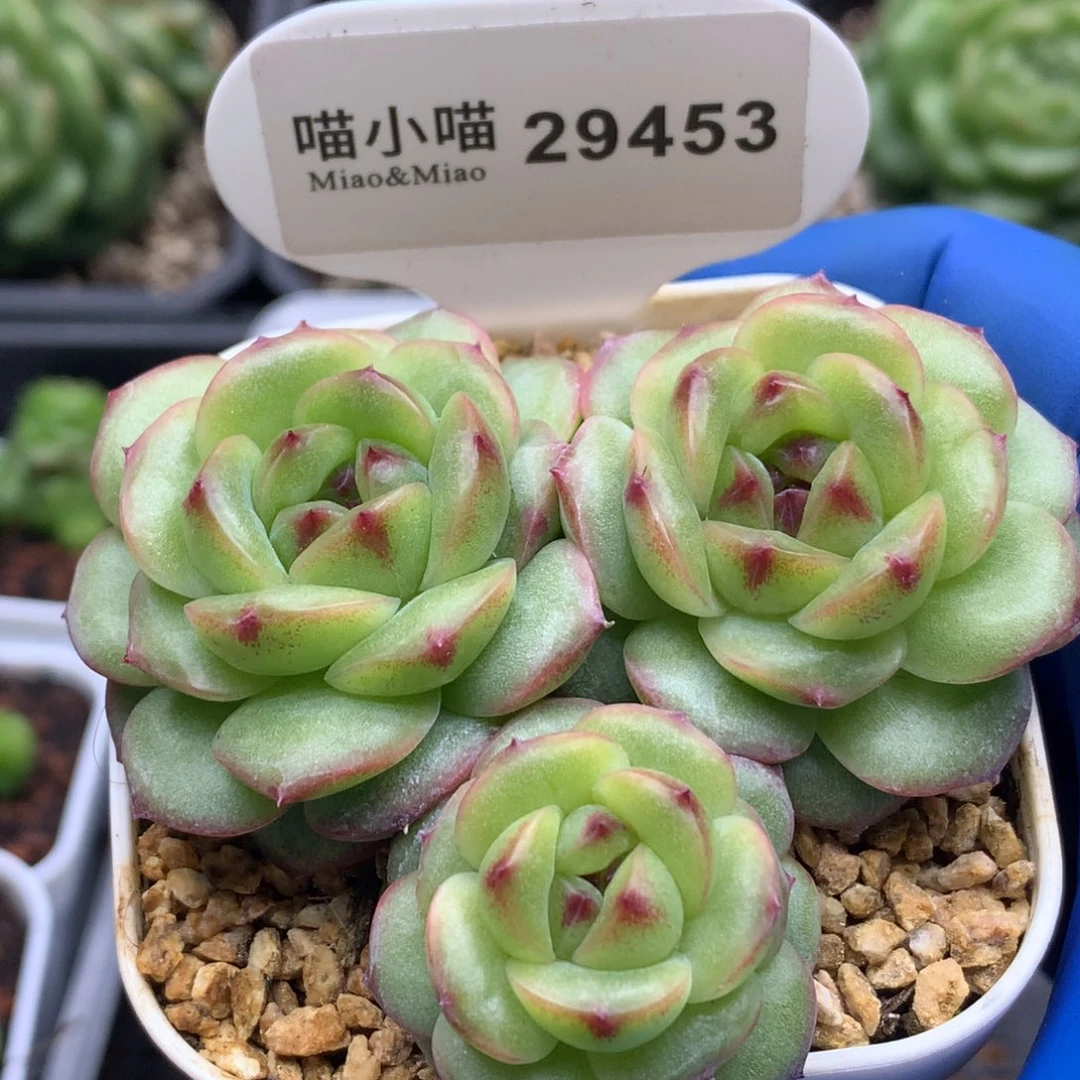 多肉植物杂交珍妮