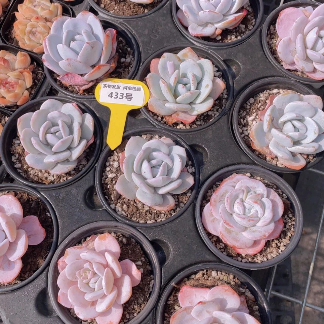 433号雪莲母本大单头一个