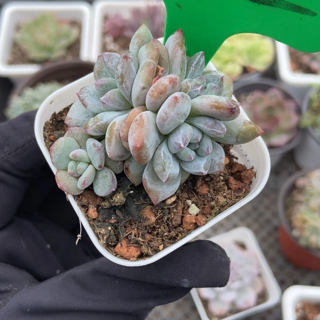 872石化星影多肉植物