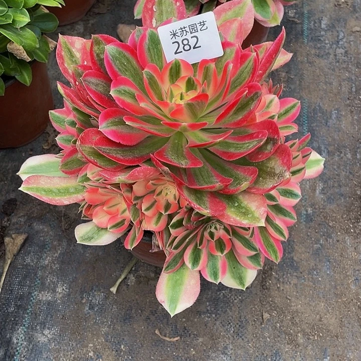282多肉植物的生长