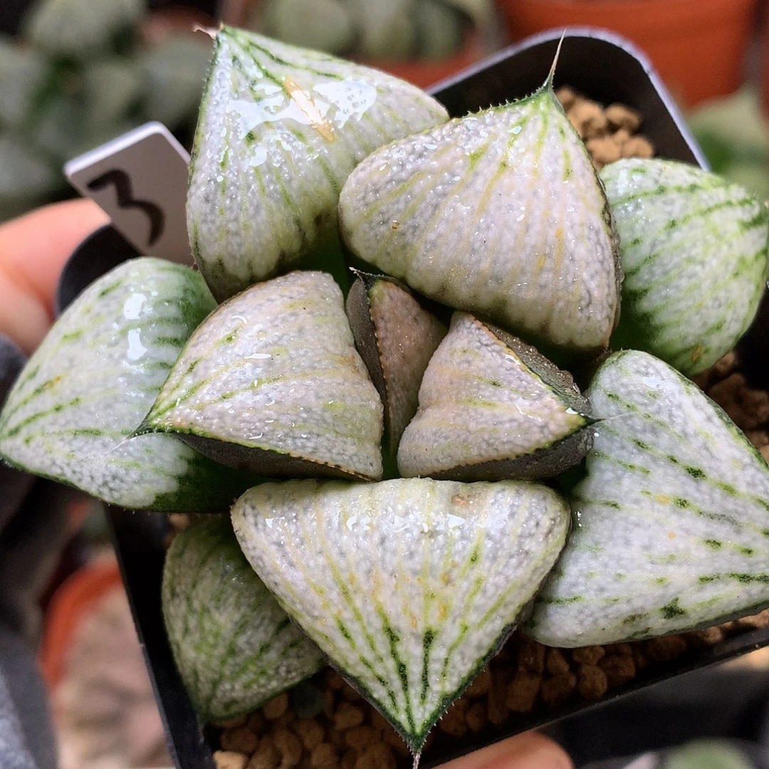 武士红青蟹带盆土发货tuz