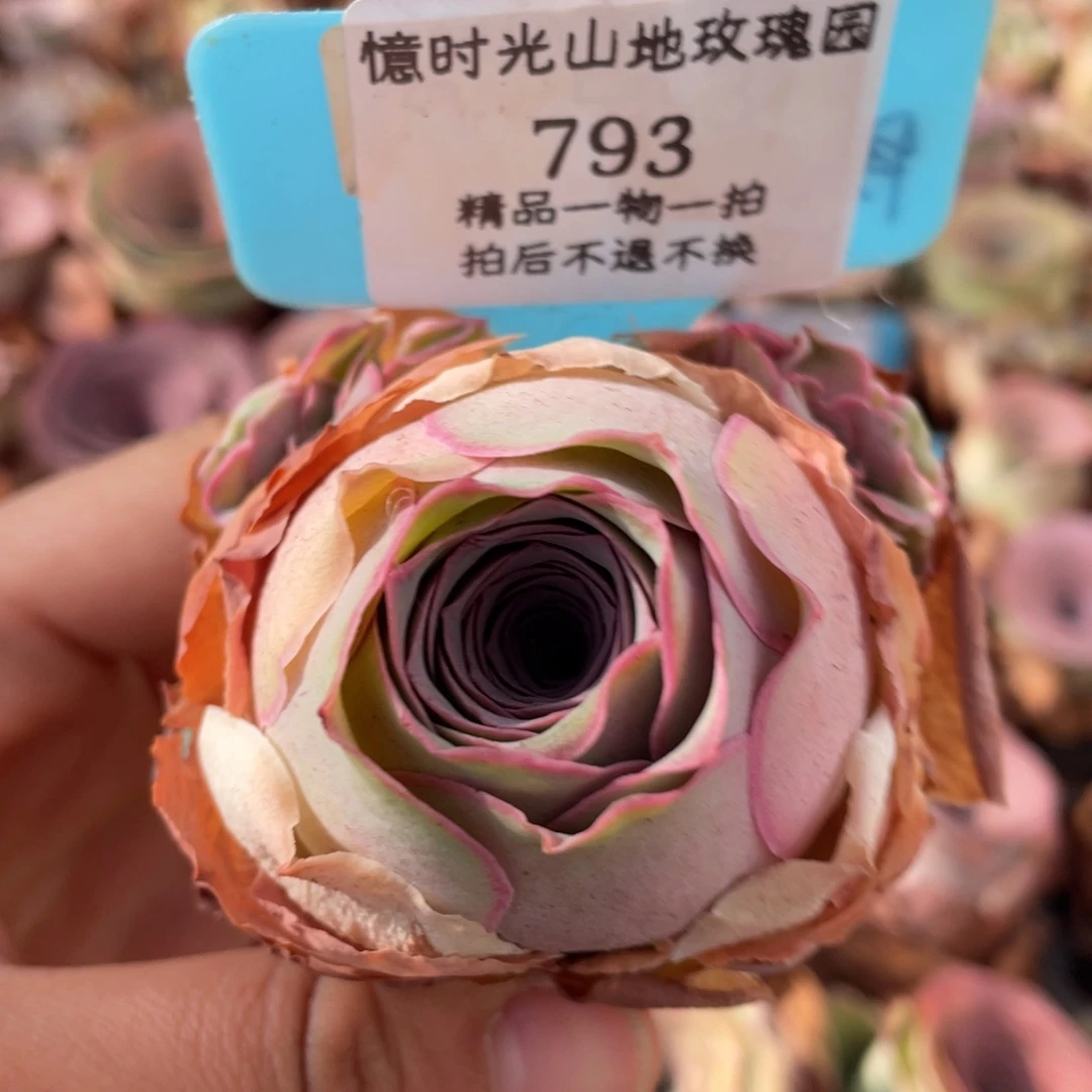 山地玫瑰 793断枝不包损不售后