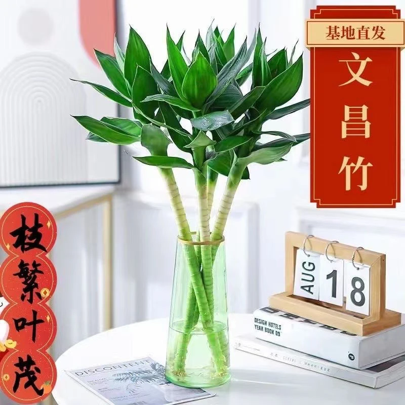 [平台热卖爆款]大叶文昌竹富贵竹观音竹水培室内花卉绿植盆栽